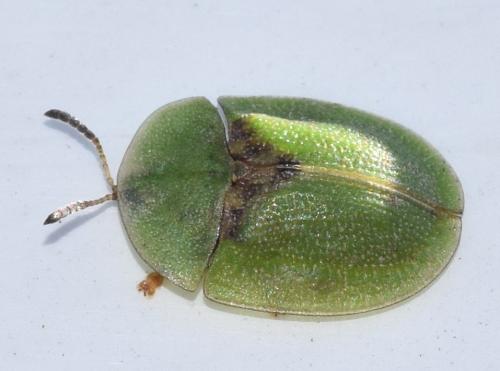 Réf. 271 118 : Cassida sp.